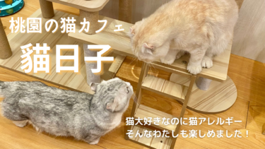 アレルギーでも大丈夫！桃園の猫カフェ貓日子(2022.9.1)